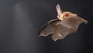 How bats’ flight technique could lead to better drones