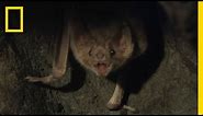 Vampire Bats Biting People | National Geographic