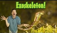 What's an exoskeleton? Kids' animal science, insect growth, elementary science vocabulary