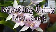 Repotting Using Lava Rock