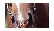 Warts and all: equine papilloma virus - Horse & Hound