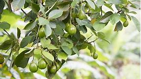 Evergreen Fruit Trees: Best Options & Things To Consider