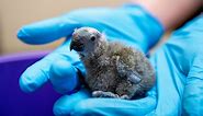 New Hope For Critically Endangered Parrot Species As Chicks Born At Chester Zoo