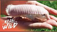 Worldwide Search For Incredibly Rare Pink Fairy Armadillo | Weird Creatures
