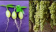 Growing Green Seedless Grapes Plant at Home | Planting Green Seedless Grapes | Grow Green Garden