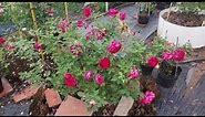 Giới thiệu hoa hồng Autumn rouge rose (Nhật Bản)