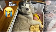Husky Steals Newborn Babies Bed & Puts Her Paw Around Her &Falls Asleep Cuddling!! [CUTEST EVER!!]