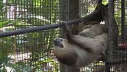 Florida Zoo Welcomes Baby Two-Toed Sloth