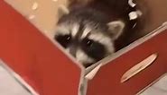 Baby Raccoon ?? #cuteraccoon #cute #wholesome #memes #fyp #2022 #raccoonsoftiktok #fürdich #raccoonmeme #raccoons #raccoon #foryou #babyraccoon