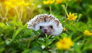 What’s a Baby Hedgehog Called   4 More Amazing Facts