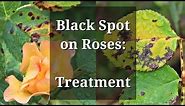 Black Spot Roses Treatment