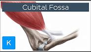 Cubital Fossa - Location & Borders - Human Anatomy | Kenhub