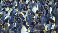 King Penguins | Attenborough: Life in the Freezer | BBC Earth