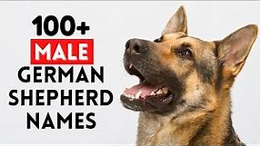 Top 100+ Unique Male German Shepherd Names