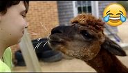 Funny Llama Moments - llama spitting - Try Not To Laugh || PETASTIC 🐾