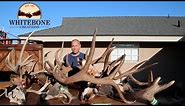 HOW TO CLEAN A MONSTER BULL ELK SKULL