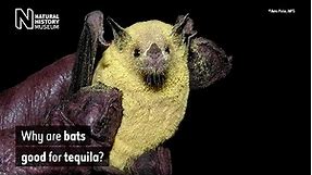 Why are bats good for tequila? | Natural History Museum