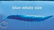 Comparing the size of a blue whale with a human