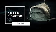 Deep Sea Gigantism Explained