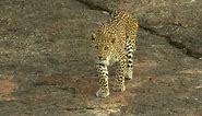 Living with leopards - A 'Sanjay Gandhi National Park, Mumbai' Experience