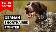 German Shorthaired Pointer - Top 10 Facts