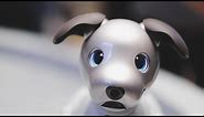 Sony’s adorable new Aibo comes to the US