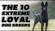 The 10 Extreme Loyal Dog Breeds