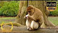 Adorable Monkey Gorilla Eathing Apple | King Kong Moments | 10 Hours Version Screensaver HD