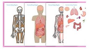Large Human Body Organs For Skeleton