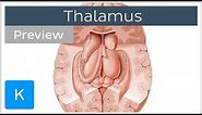 Thalamus: Structure and function (preview) - Human Neuroanatomy | Kenhub