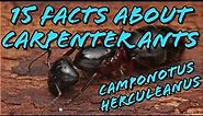 15 Facts About The Carpenter Ant (featuring Camponotus Herculeanus)