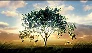 Video background Tree growing at sunrise Object in the middle 000007064773 HD1080Video