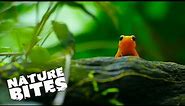 Mantella Frogs Learn How to Sing | Nature Bites