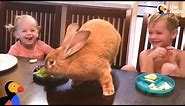 Giant Bunny Has The Best Family - COCOA PUFF | The Dodo