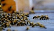 Bees, Insects, Beehive. Free Stock Video