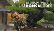 1000 Year Old Japanese Bonsai Tree Adventure ★ ONLY in JAPAN