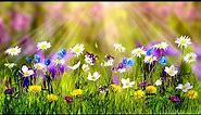 Free No Copyright Spring Flowers Butterflies Sunlight Sunrays Relaxing Background Screensaver