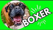 Top 10 Interesting Facts About Boxer Dogs 101