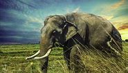 ♥► 6 Beautiful Elephant Wallpaper Images / Best Free Elephant Screensaver Pictures ◄♥