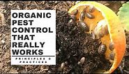 Organic PEST CONTROL that really WORKS