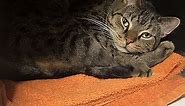 Whitehall, PA - Domestic Shorthair. Meet Chester a Pet for Adoption - AdoptaPet.com