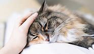 Signs & Symptoms of Feline Leukemia: What Cat Owners Need to Know - Veterinary Medical Center of St. Lucie County