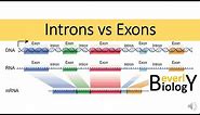 Introns vs Exons