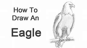 How to Draw a Bald Eagle