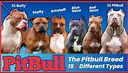 The Pitbull Breeds: 15 Different Types and Their Characteristics