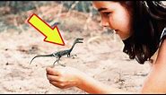 THE SMALLEST DINOSAURS Ever !