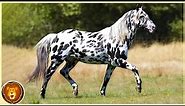 10 Most Beautiful Colored Rare Horse Breeds