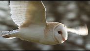 Slow-Mo Barn Owl in Flight | Unexpected Wilderness | BBC Earth