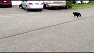 Epic Cat chases Dog!! Warning!! Lots of hysterical laughter!