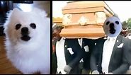 Coffin Dance Meme - Gabe the dog version